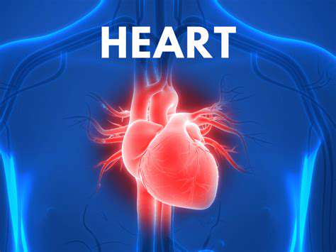 The Five Zang Organs in TCM: Their Functions